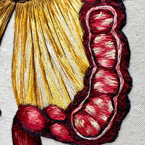  Hand embroidered anatomical art of the colon by Cath Janes