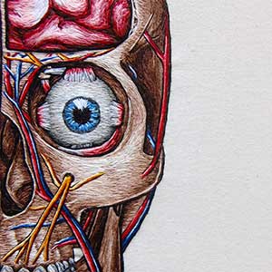  Hand embroidered full facial anatomy of the muscles and face by Cath Janes