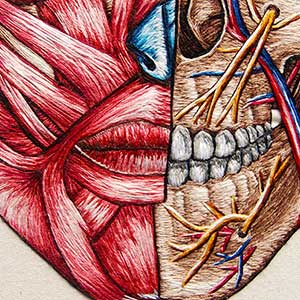  Hand embroidered full facial anatomy of the muscles and face by Cath Janes