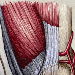 embroidered anatomical art by Cath Janes