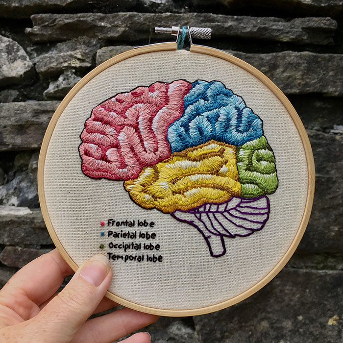 Embroidered hoop of the brain lobes by Cath Janes