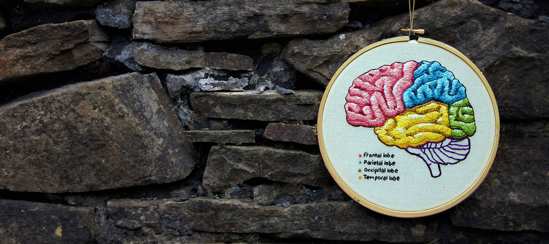 Lobes of the brain by medical anatomy illustrator Cath Janes using embroidery as a medium