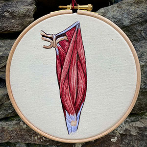 Muscle anatomy embroidery of the quadraceps by Cath Janes of Cath Janes