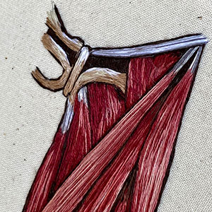  Hand embroidered anatomical art by Cath Janes