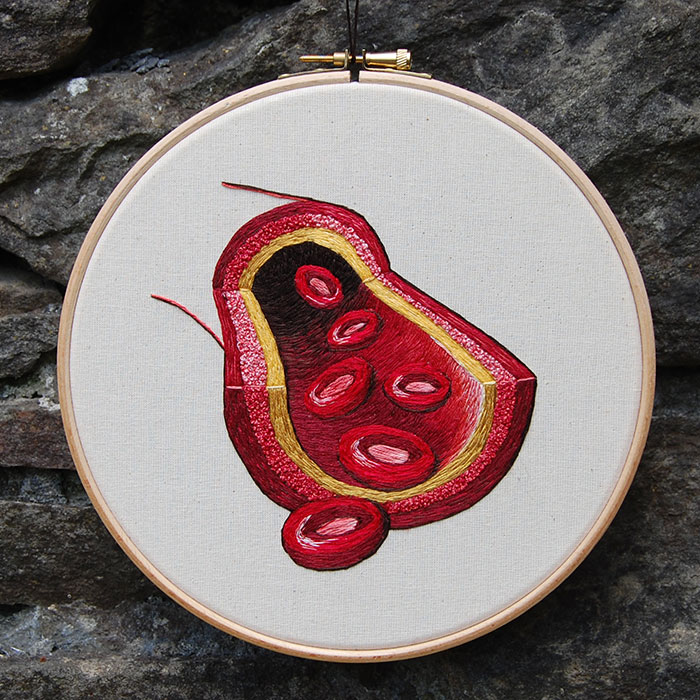 Embroidered hoop of a blood vessel with cells by Cath Janes