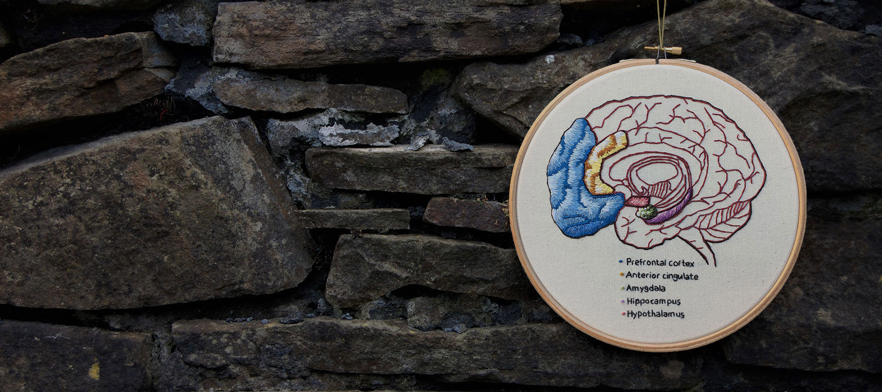 Prefrontal cortex of the brain by medical anatomy illustrator Cath Janes using embroidery as a medium