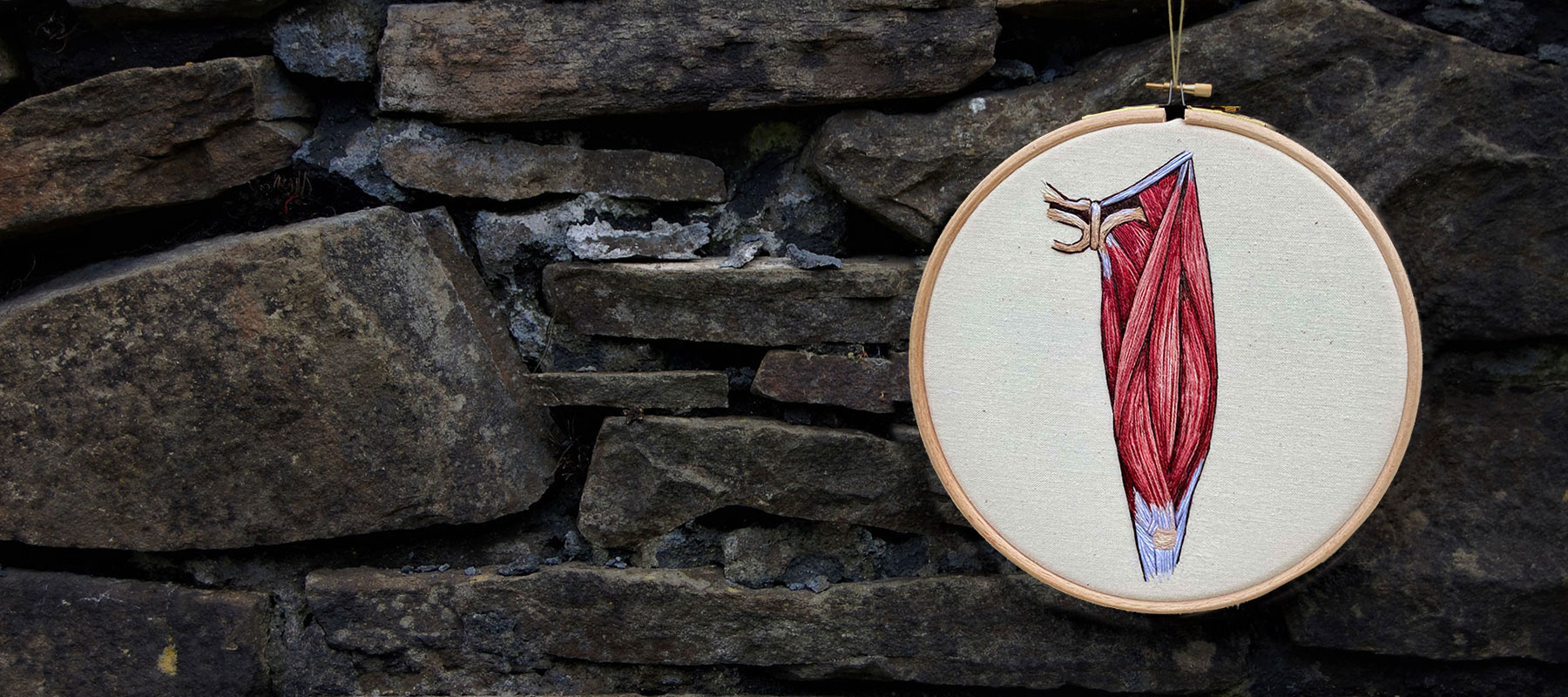 Quadraceps by medical anatomy illustrator Cath Janes using embroidery as a medium